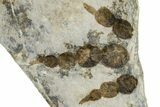 Dinosaur (Grallator) Track - Negative Impression #366833-1